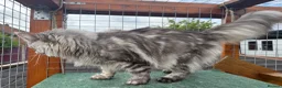 Maine Coon cats for sale:  🐾 Seeking Their Forever Homes Cleo and Dalia 🐾 - Advert 5
