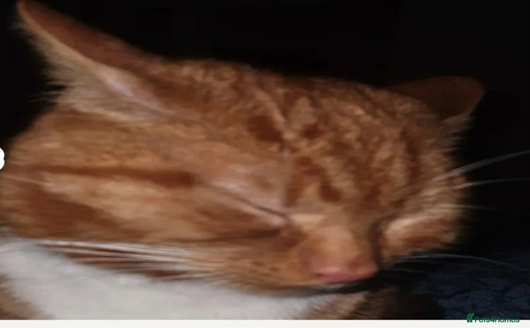 Mixed Breed cats - Advert 1