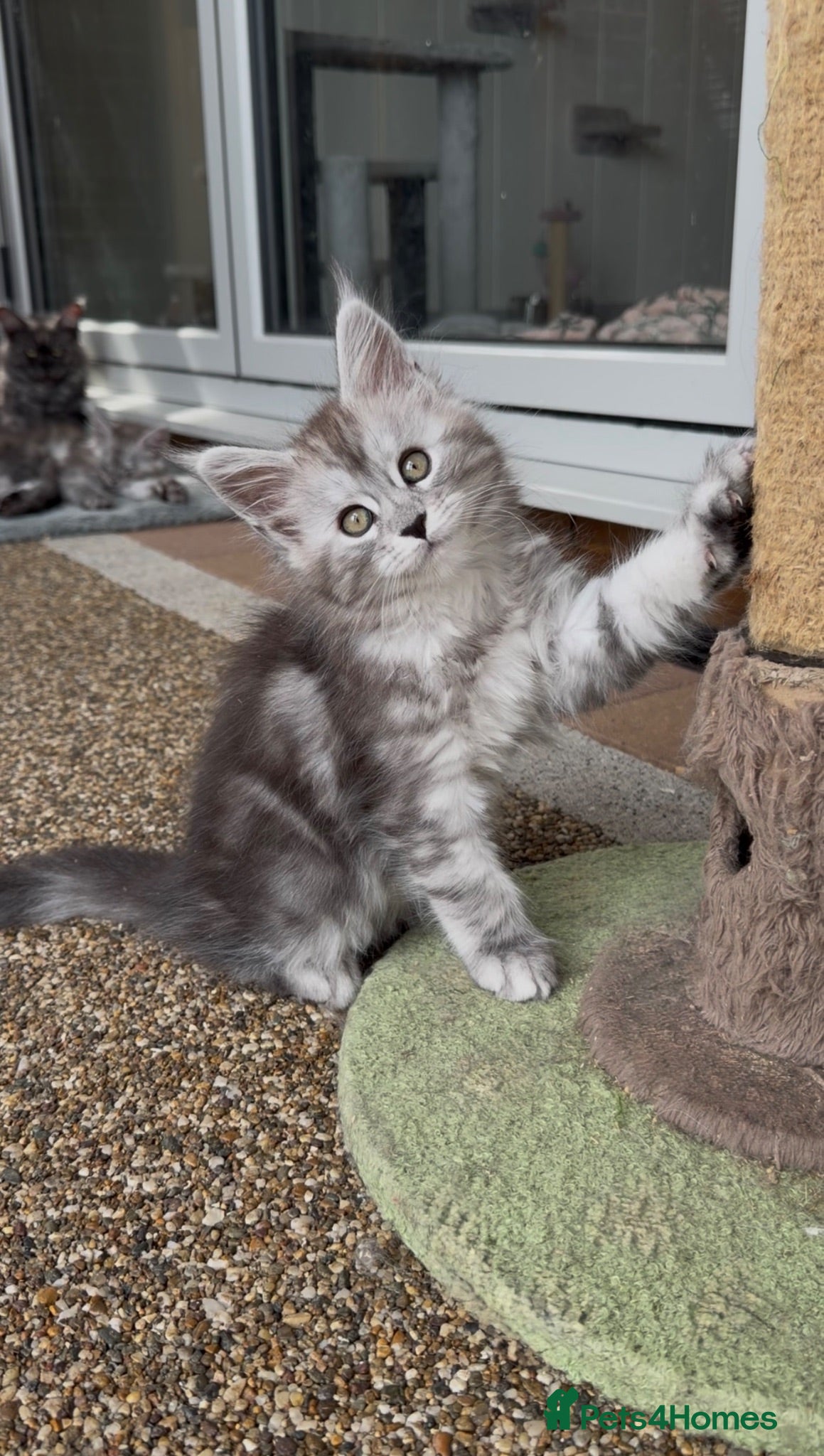 Maine Coon cats GCCF reg Maine coon kittens from a shaded line - Advert 1