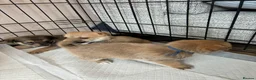 Jack Russell dogs for sale: Jack russel puppies to reserve - Advert 19