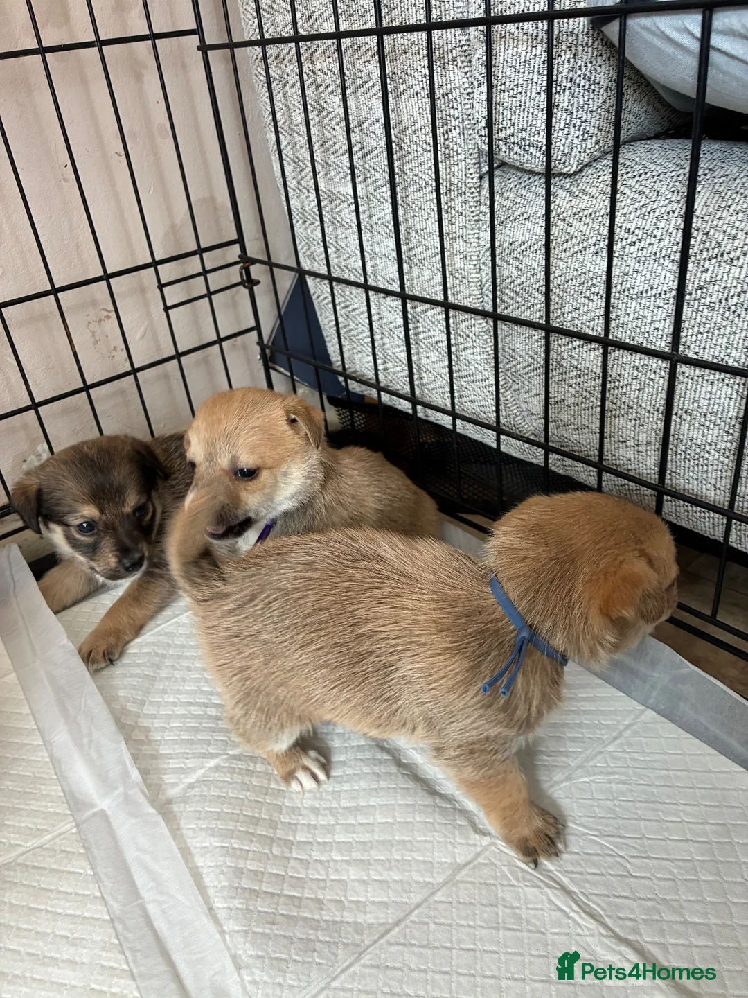 Jack Russell dogs for sale: Jack russel puppies to reserve - Advert 19