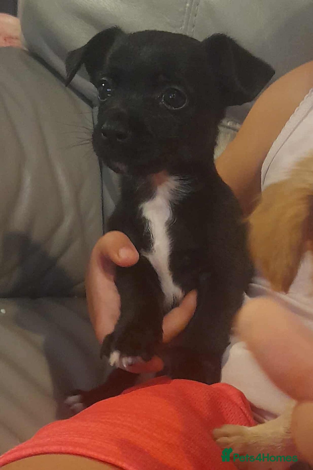 Mixed Breed dogs for sale: Beautiful Pomeranian x jackrussel - Image 7
