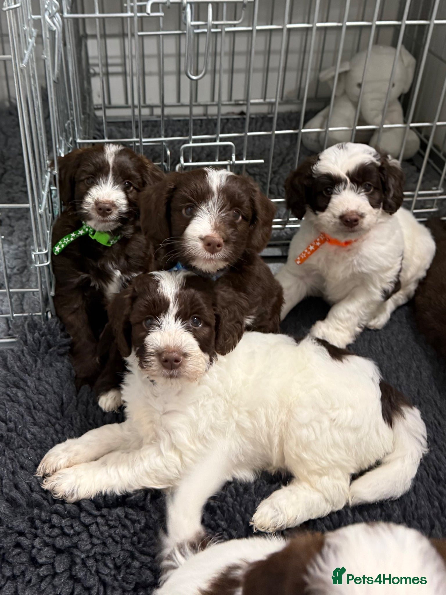 Mixed Breed dogs Miniature Mega Coat Schnockerpoo - Advert 6