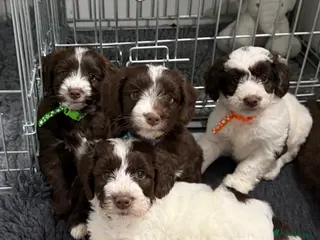 Mixed Breed dogs Miniature Mega Coat Schnockerpoo - Advert 8