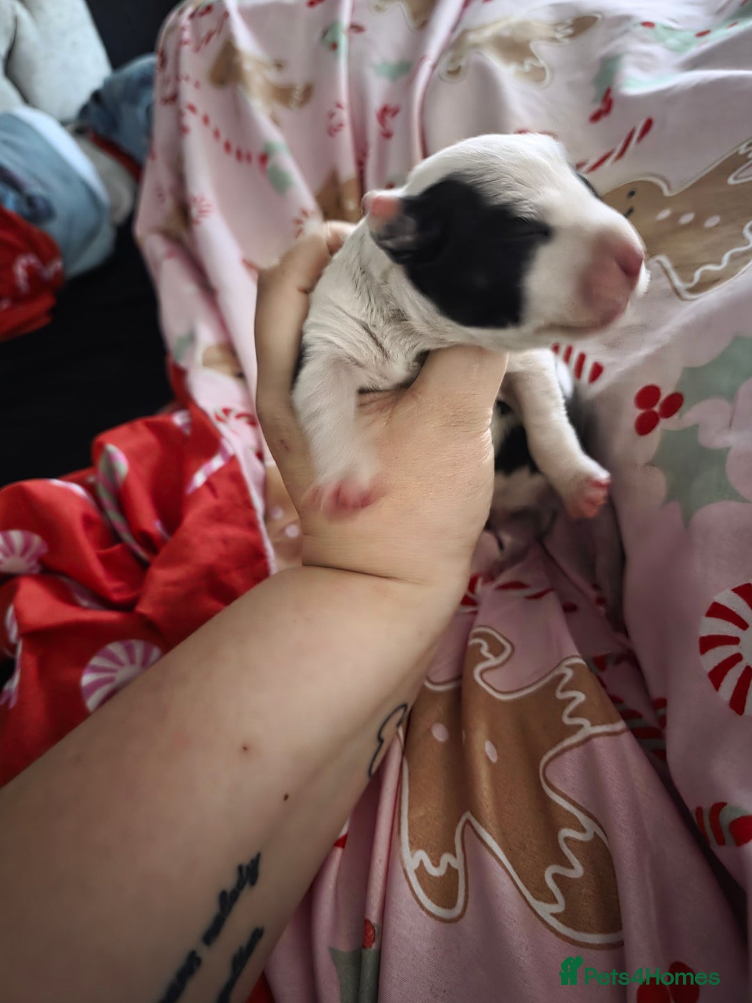 Mixed Breed dogs for sale: Staff x american bulldog puppies - Advert 27