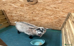 Goats livestock for sale: Pygmy nanny’s disbudded CAE and johnnes tested - Image 2