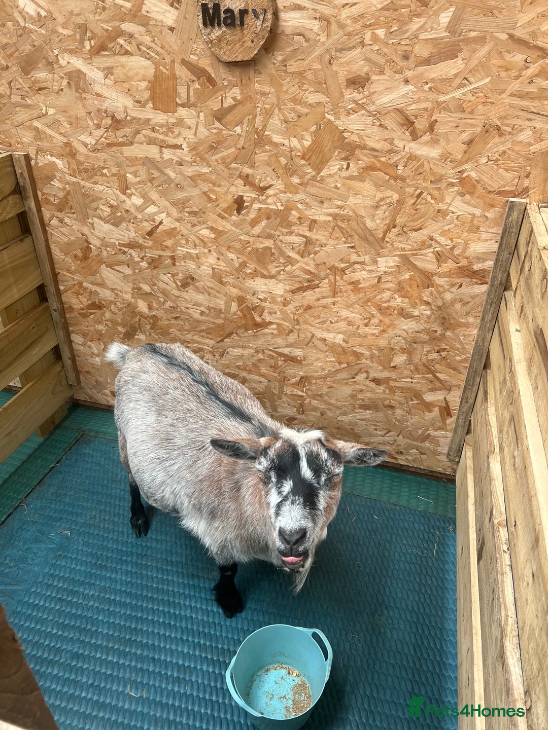 Goats livestock for sale: Pygmy nanny’s disbudded CAE and johnnes tested - Image 2