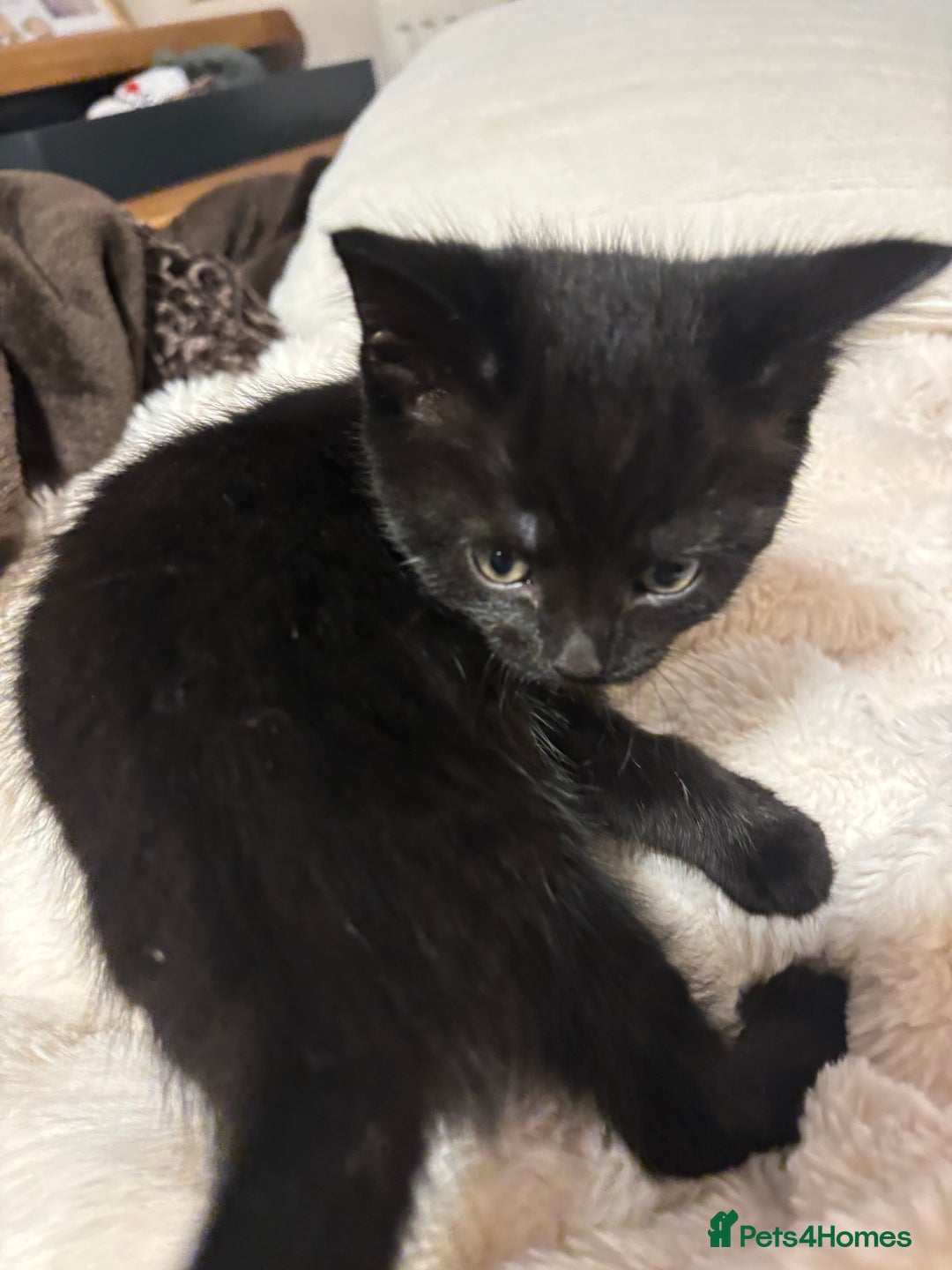 British Longhair cats for sale: 3 beautiful kittens left  - Advert 9