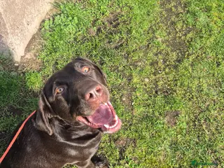 Labrador Retriever dogs Pregnancy confirmation- kc registered labradors - Advert 5