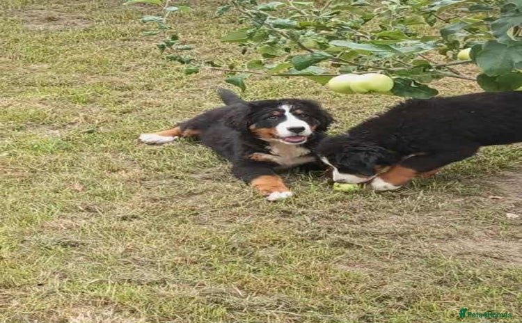 Bernese Mountain Dog dogs - Advert 3