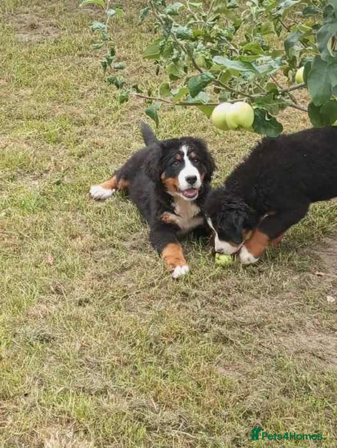 Bernese Mountain Dog dogs for sale: 2 female bernese mountain dogs - Image 2