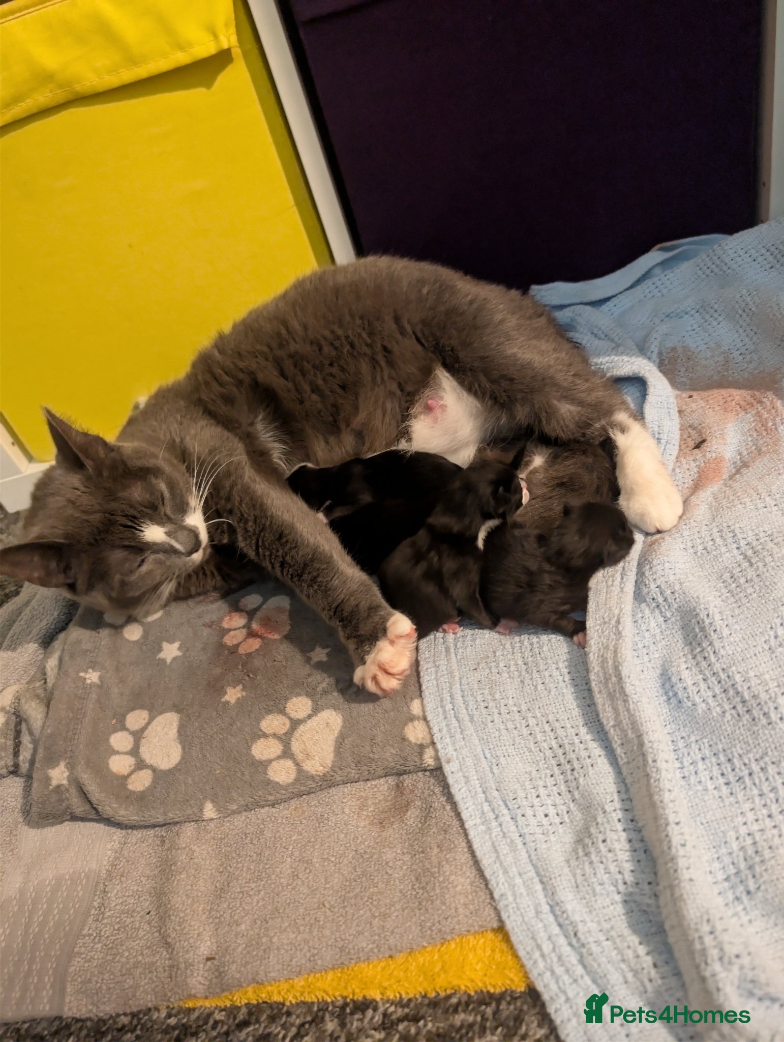 Mixed Breed cats 4x tuxedo black and white kittens - Advert 2