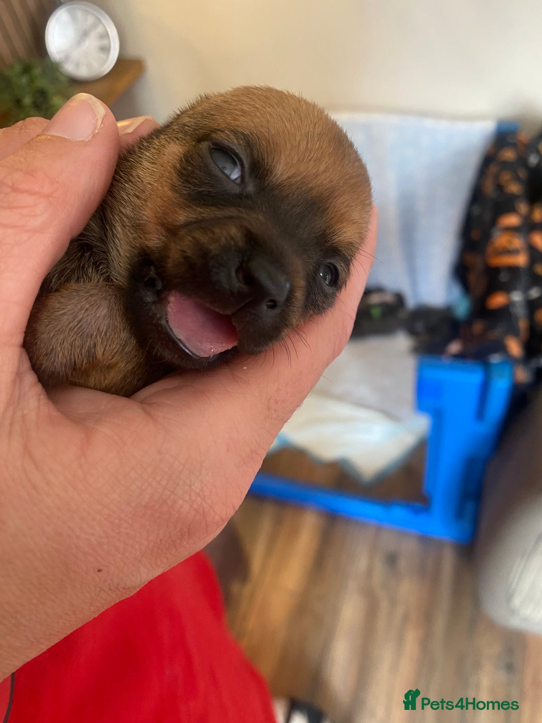 Mixed Breed dogs for sale: Tiny chiweenie puppy’s  - Image 8