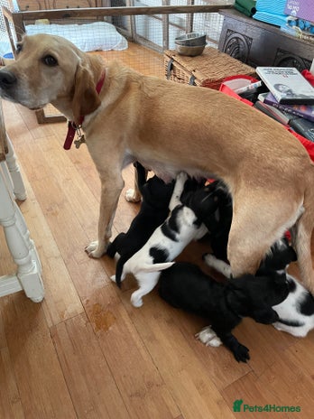 Cockerdor dogs - Advert 1