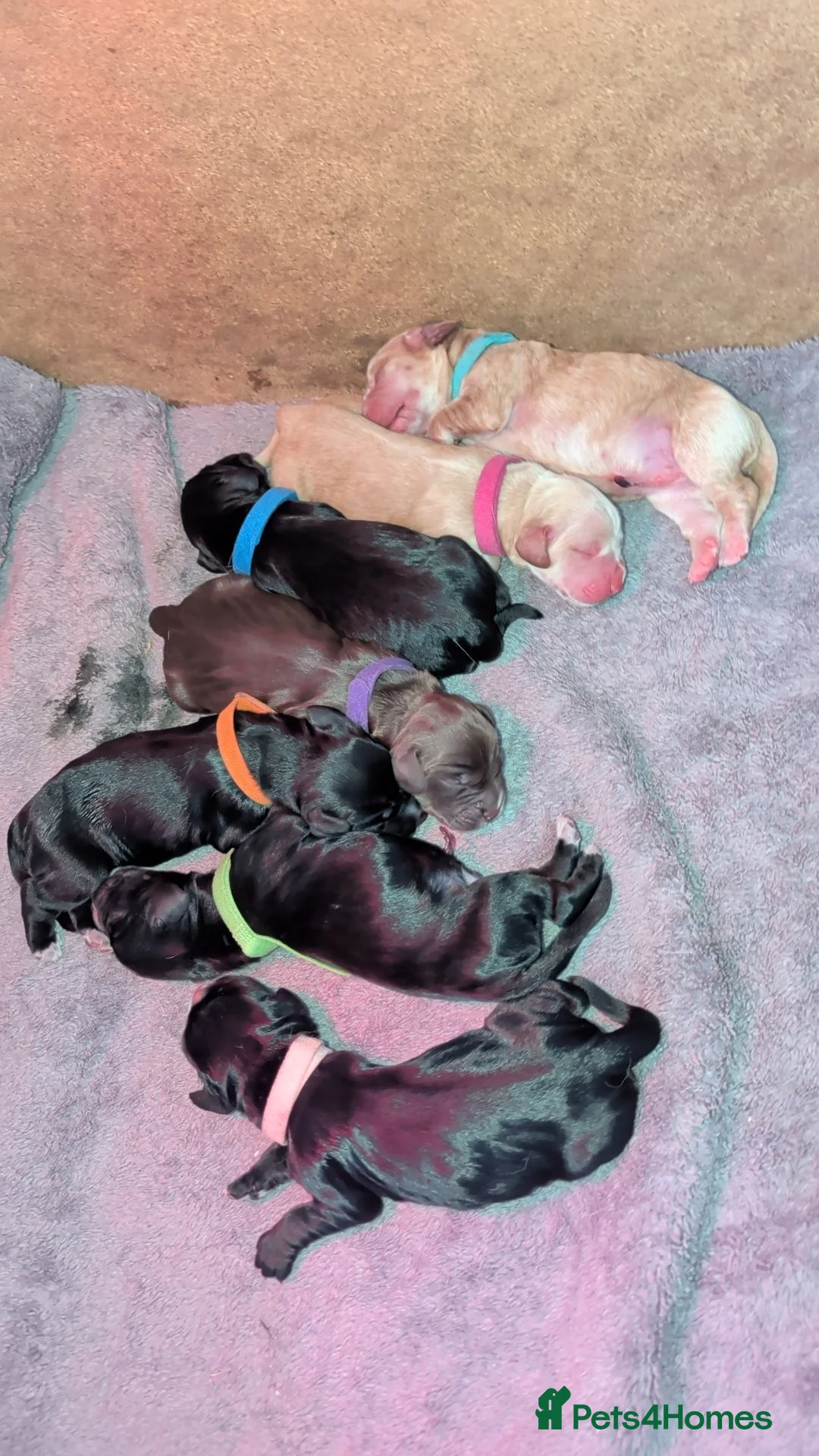 Cocker Spaniel dogs for sale: Beautiful Cocker Spaniel Puppies 💟 - Advert 1