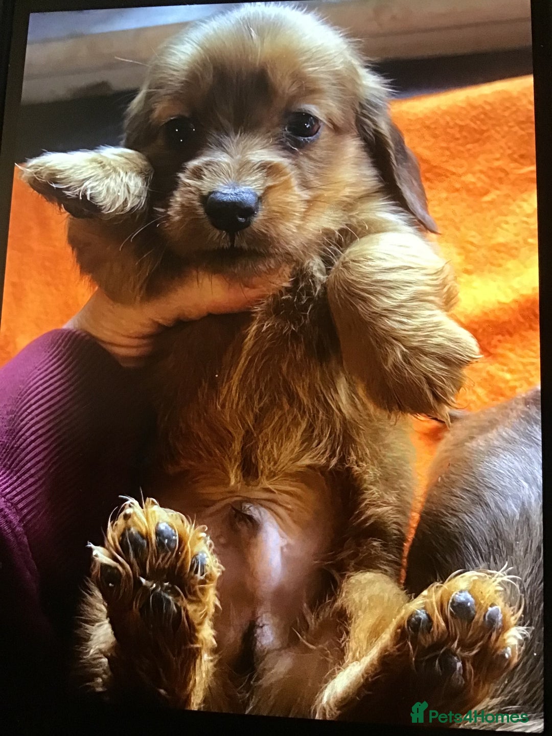 Miniature Dachshund dogs for sale: 2 boys remaining Long hair mini dachshund  - Advert 10