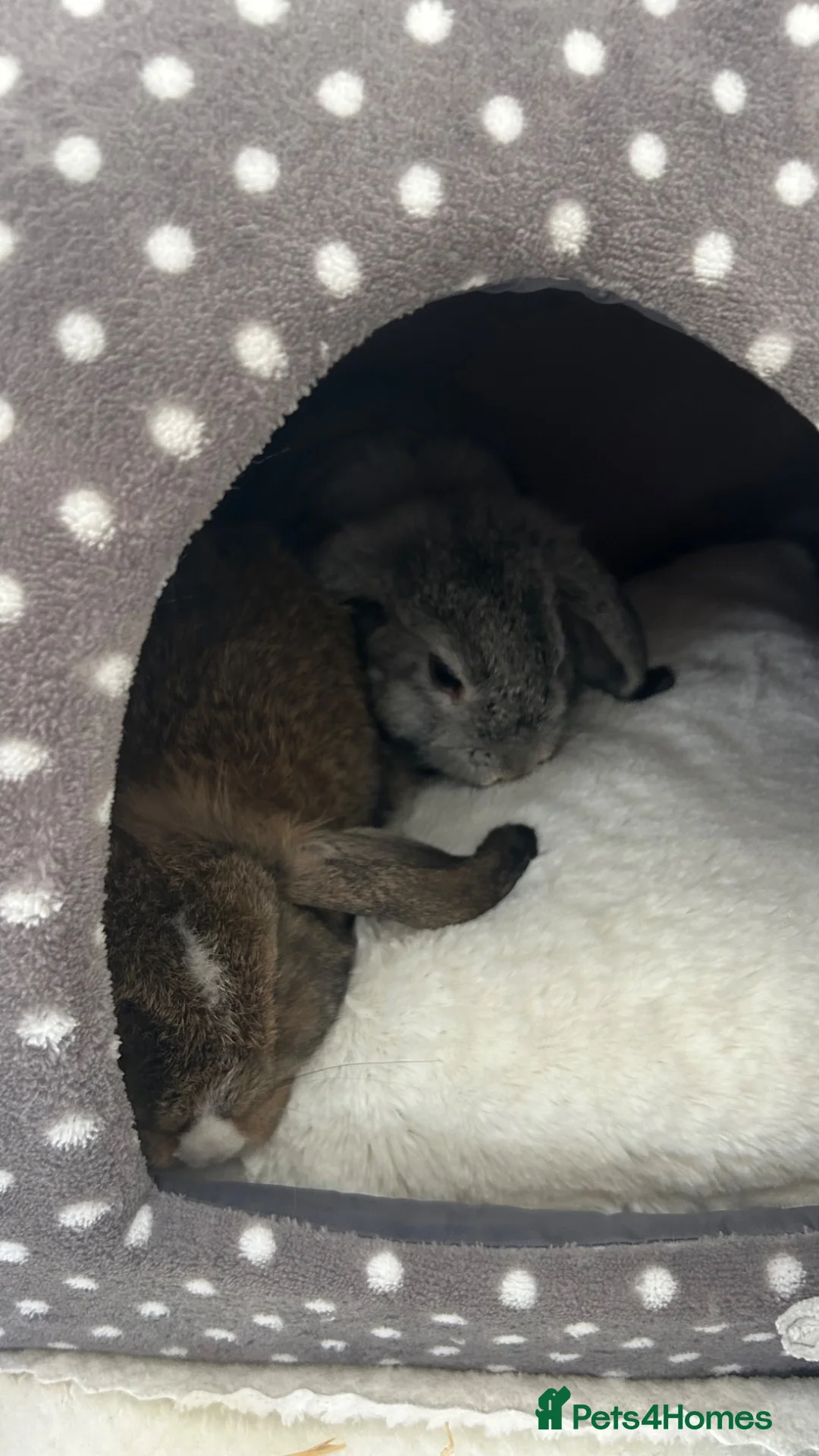 Dwarf Lop rabbits for sale: 2 male dwarf lops in Brighton - Advert 2
