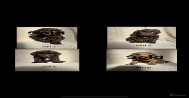 Cockapoo dogs - Advert 11