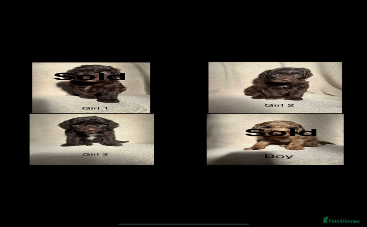 Cockapoo dogs - Advert 5