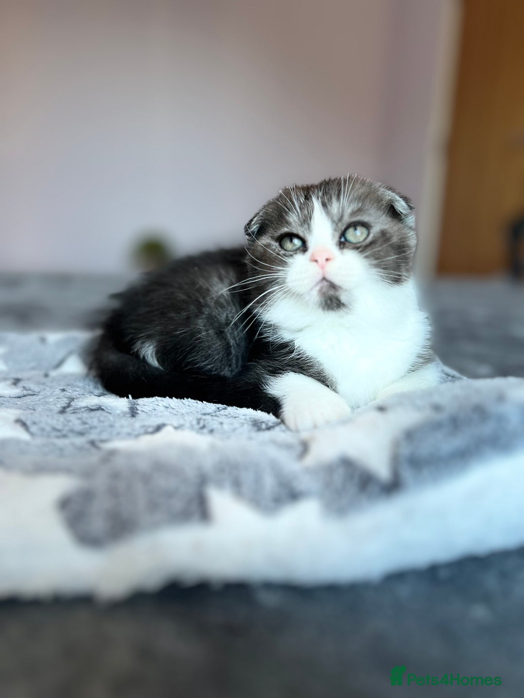 Scottish Fold cats for sale: Scottish - Advert 3