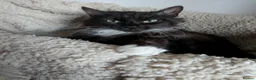 Mixed Breed cats for sale: Black Moggies with moustache  in Southampton - Advert 5