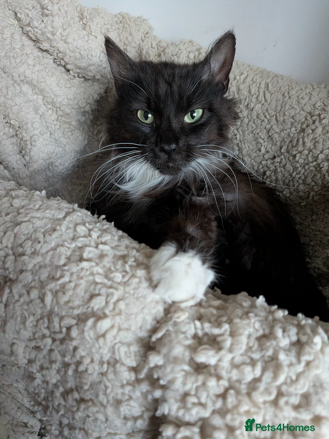 Mixed Breed cats for sale: Black Moggies with moustache  in Southampton - Advert 5