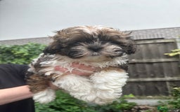 Shihpoo dogs for sale: Adorable Shihpoo Puppies - Image 8