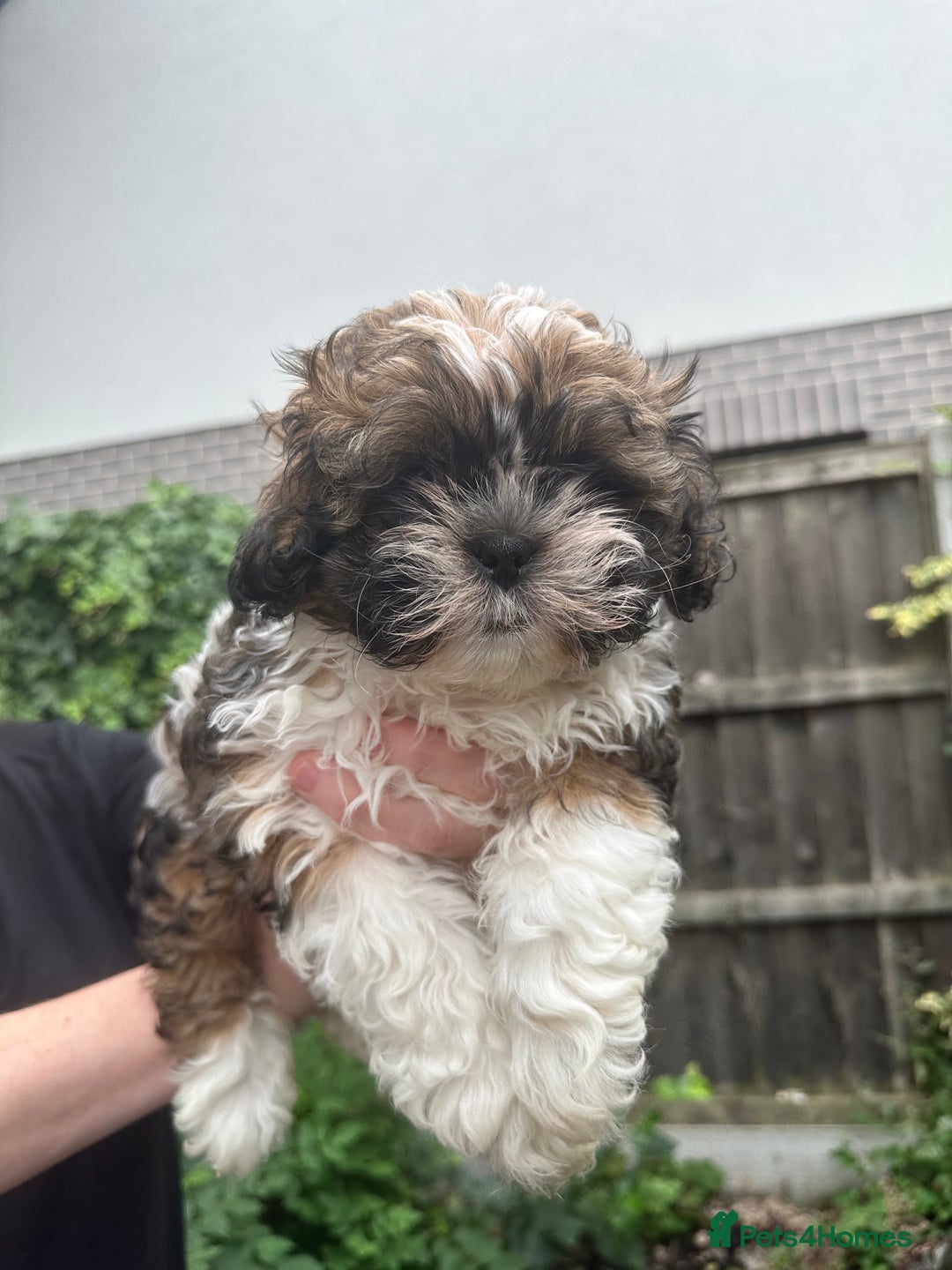 Shihpoo dogs for sale: Adorable Shihpoo Puppies - Image 8