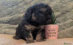 Cockapoo dogs for sale: F2b cockapoo Puppies (all females) - Image 4