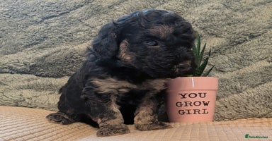 Cockapoo dogs - Advert 9