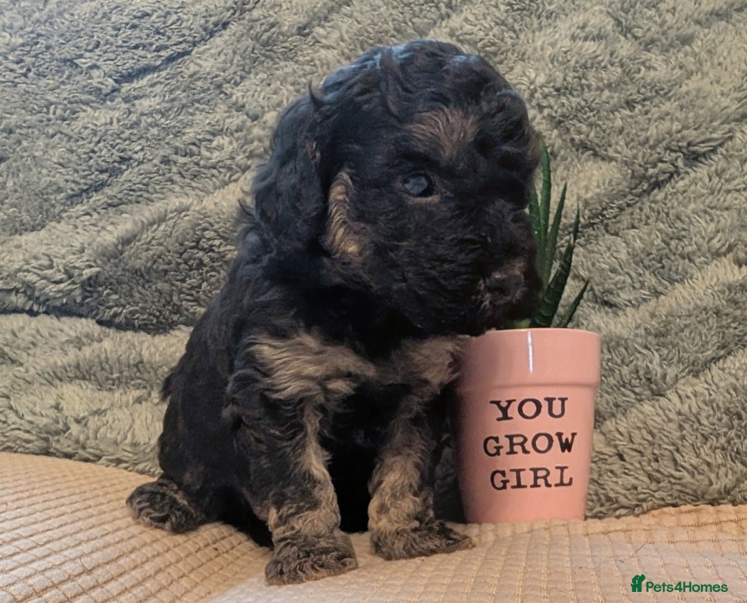 Cockapoo dogs for sale: F2b cockapoo Puppies (all females) - Image 4