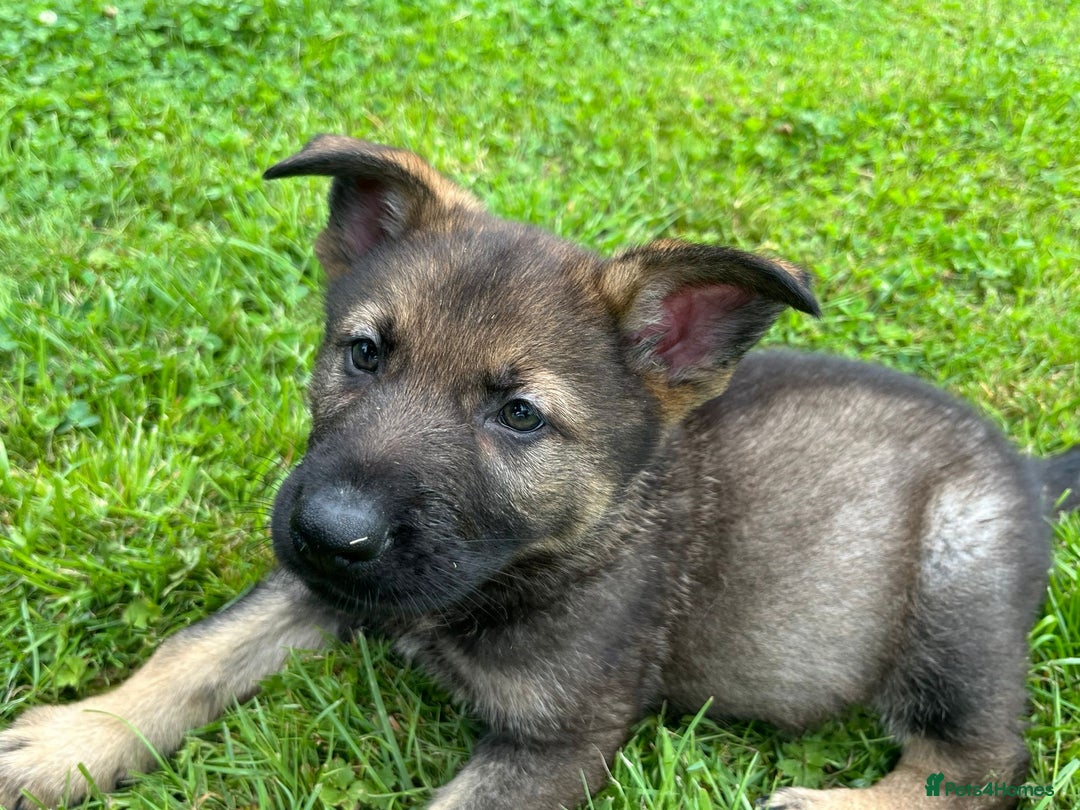German Shepherd dogs for sale: German Shepherd Pups  - Image 32