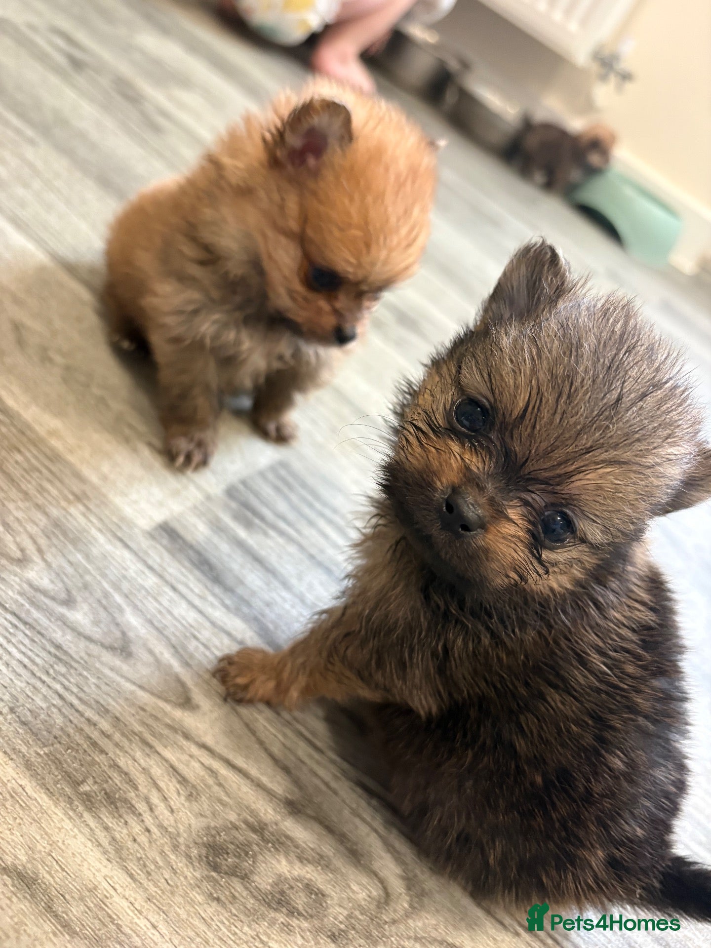 Pomeranian dogs Pomeranian puppies ❤️ - Advert 5