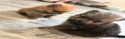 Pomeranian dogs for sale: Pomeranian puppies ❤️ - Advert 6