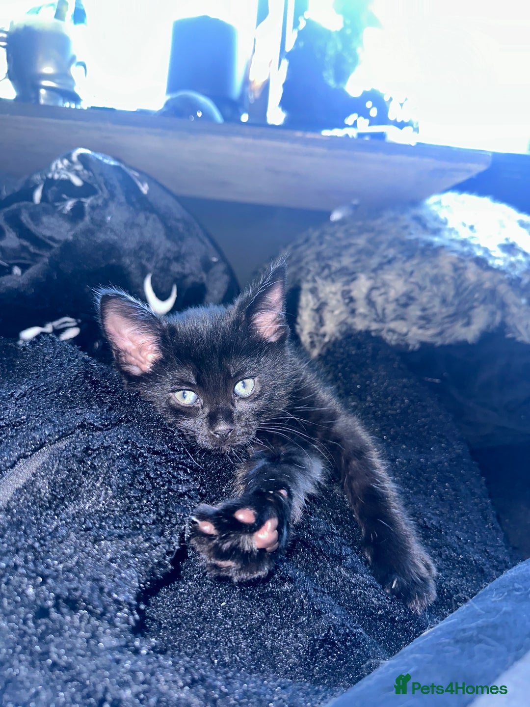 Maine Coon cats for sale: Maine Coon Kittens  - Advert 18