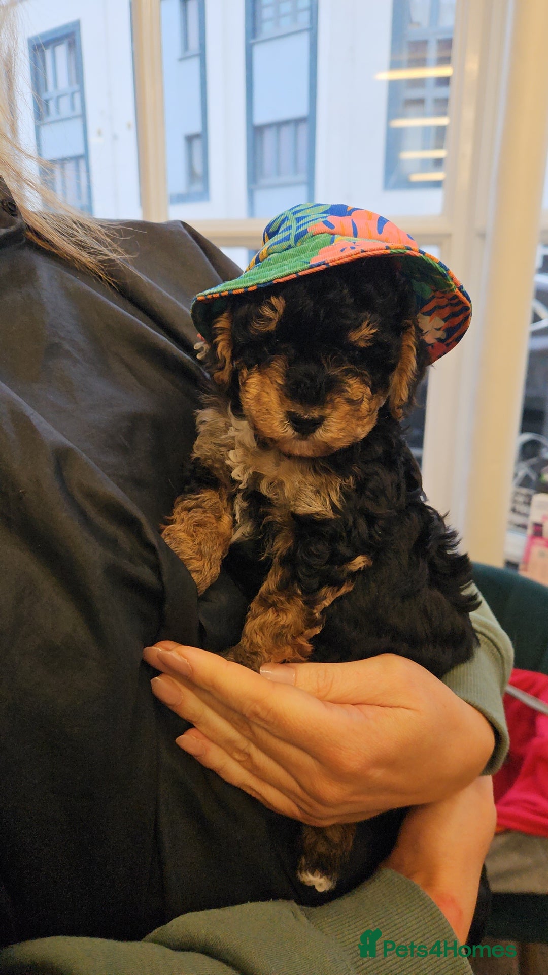 Maltipoo dogs for sale: Maltipoo  - Advert 5