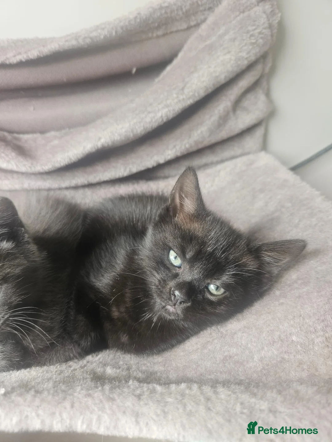 Mixed Breed cats for sale: All black girl - Advert 2