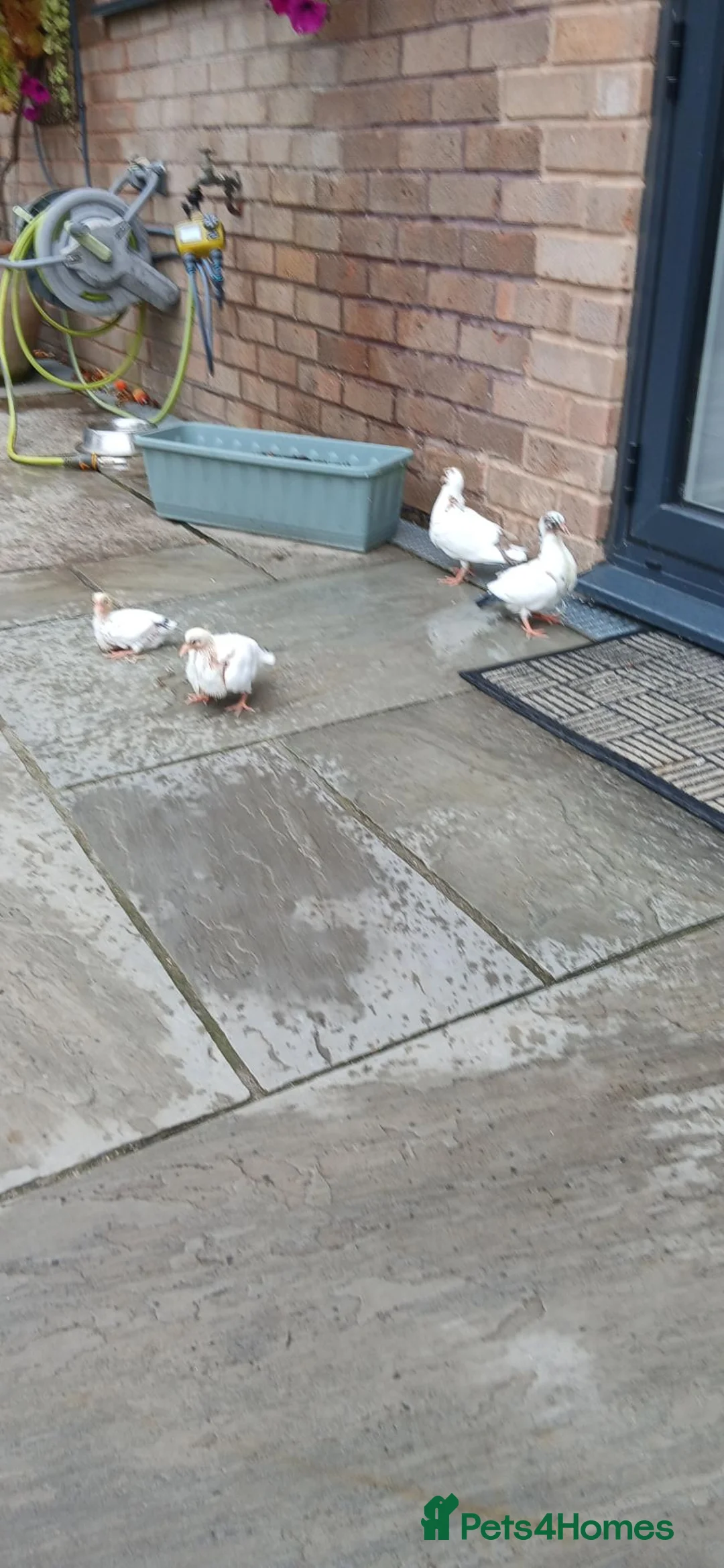 Doves birds for sale: 6 fantails Doves to rehome in Bath - Advert 2