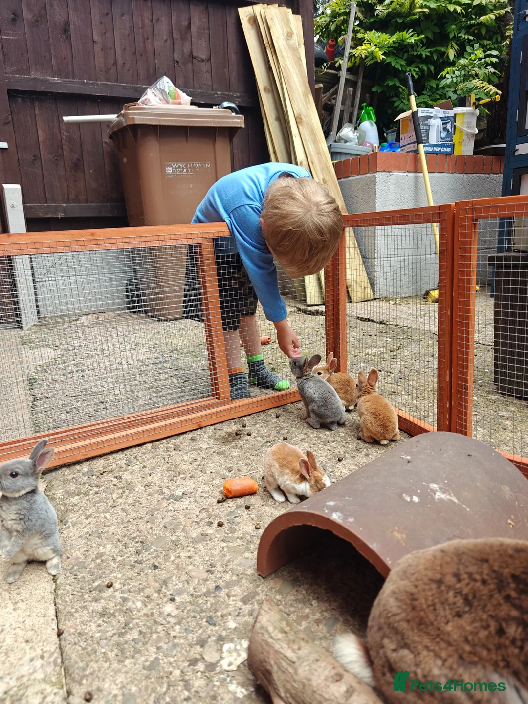 Rex rabbits for sale: Mini Rex Rabbits  - Advert 38