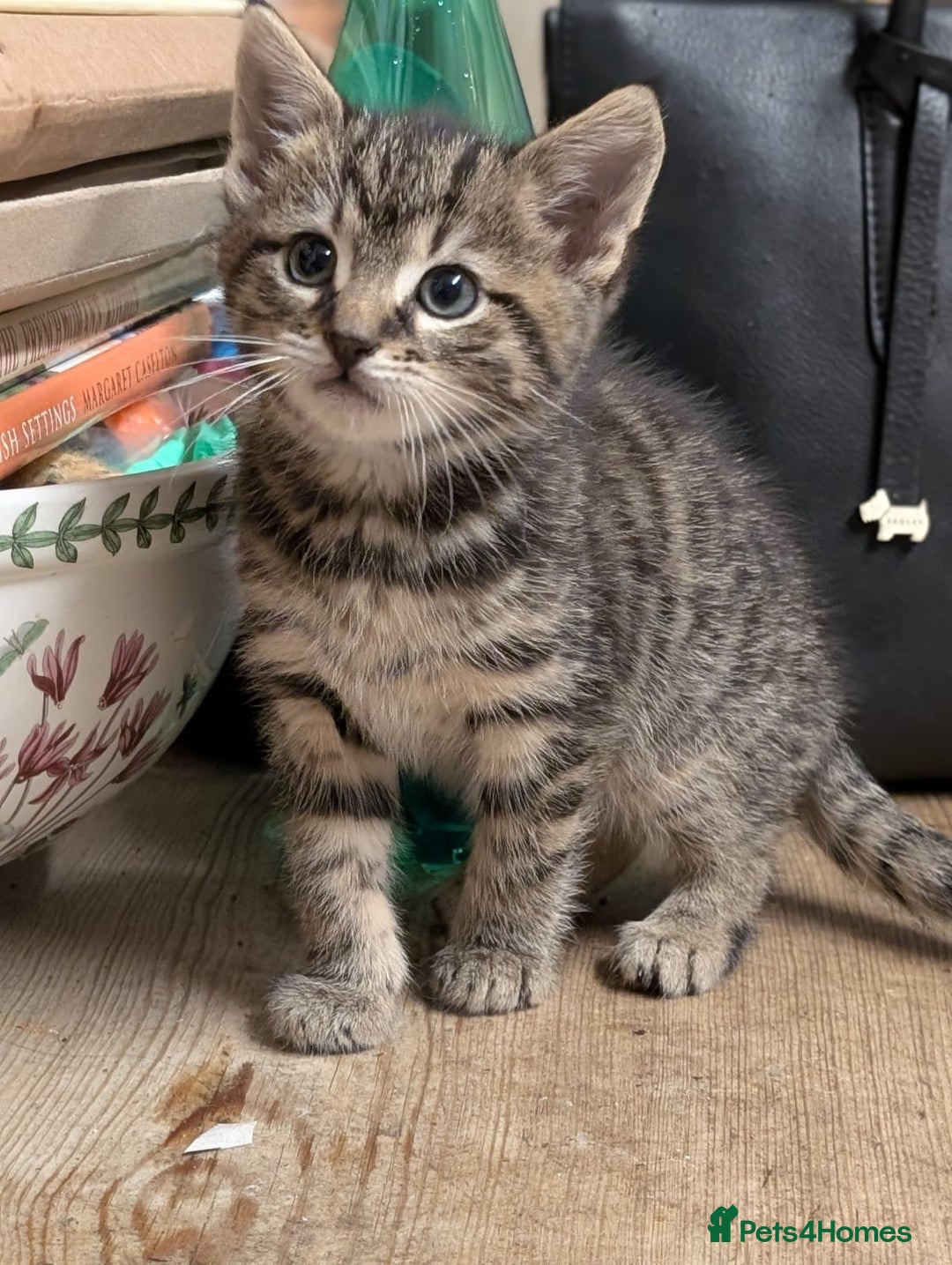 Bengal cats for sale: Half Bengal Kittens - Advert 6