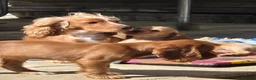 Cocker Spaniel dogs for sale: Cocker spaniels Barnsley area - Advert 8
