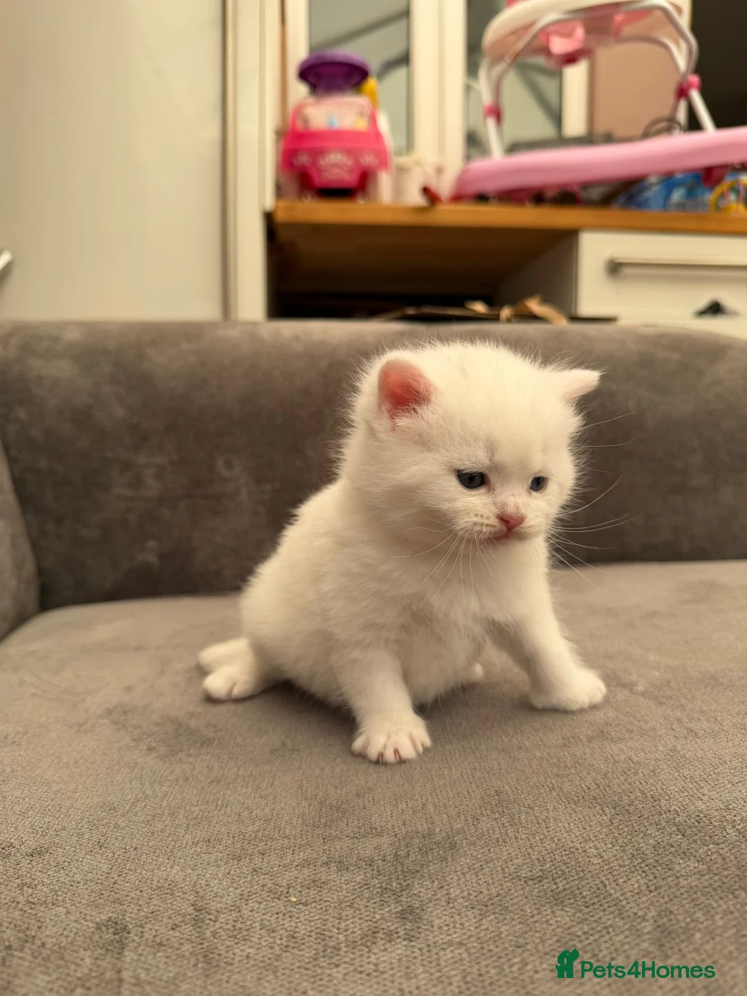 British Shorthair cats for sale: Stunning British Shorthair Kittens  - Advert 2