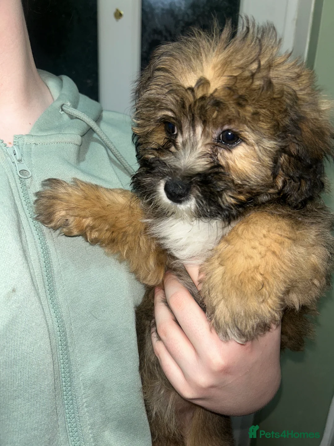 Cavapoo dogs for sale: BEAUTIFUL TOY CAVAPOOS - Advert 20