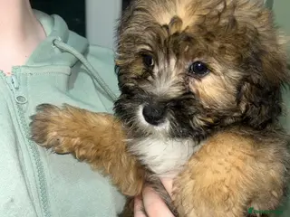 Cavapoo dogs BEAUTIFUL TOY CAVAPOOS - Advert 17