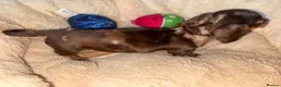 Miniature Dachshund dogs for sale: Very small smooth miniature daschund  - Advert 5