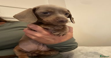 Miniature Dachshund dogs - Advert 13