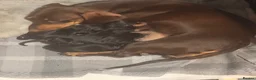 Dachshund dogs for sale: 4 traditional Black and Tan dachshund puppies  - Advert 2