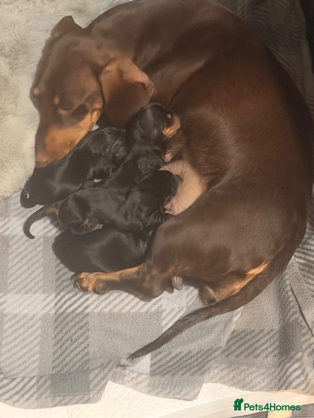 Dachshund dogs for sale: 4 traditional Black and Tan dachshund puppies  - Advert 2
