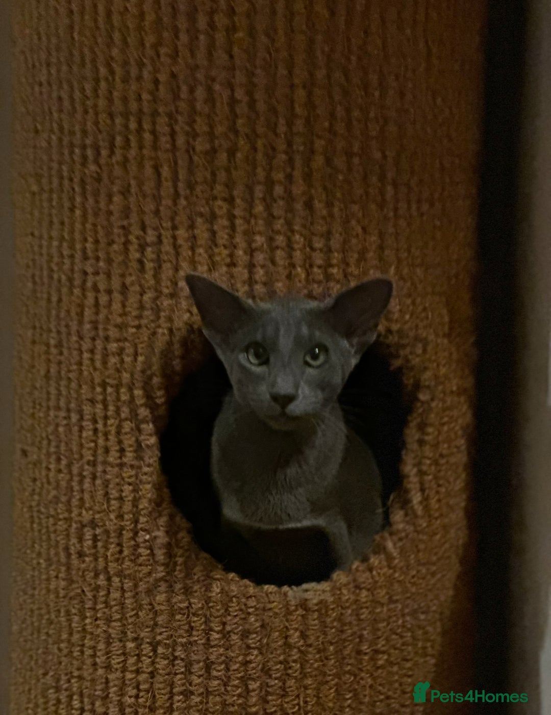 Oriental cats for sale: Beautiful Oriental Blue Boy 11mths old  - Advert 6