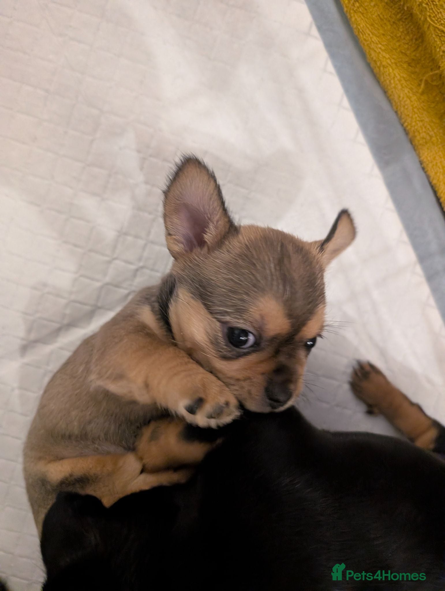 Mixed Breed dogs Shih Chi X chihuahua Frenchie - Advert 1